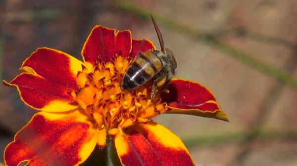 Bee on Flower