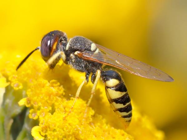 Bee on Flower