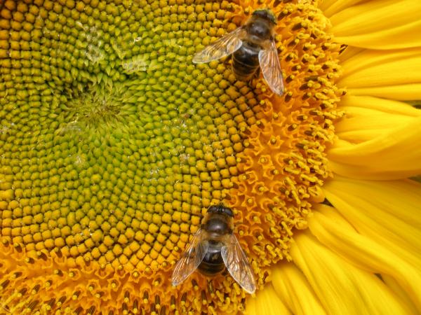 Bees on Sunflower