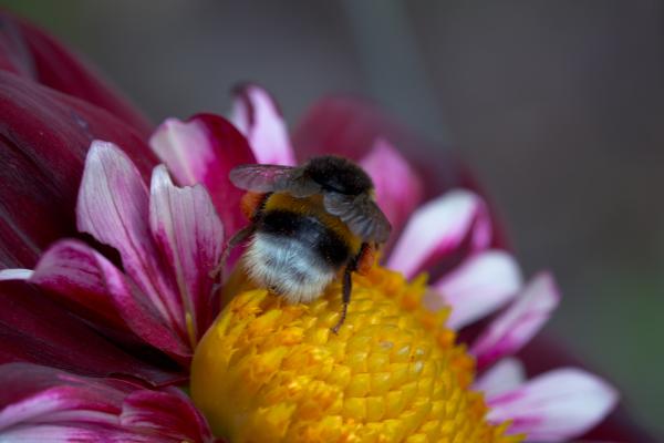 Bee on the Dahlia