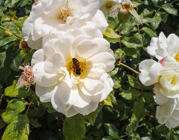 Bee on the Flower