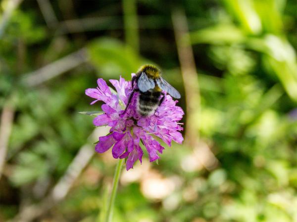 Bee on the flower