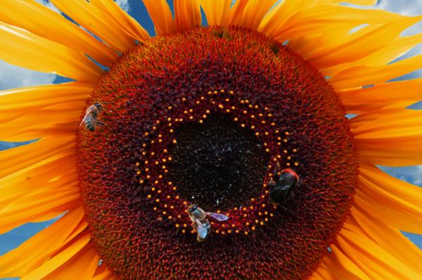 Bee on the Sunflower