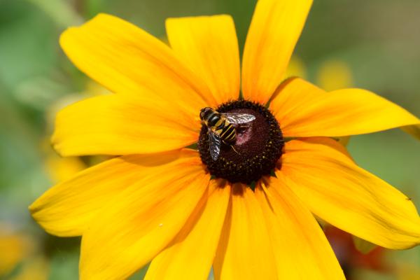 Bee Spreading Pollen On Flower