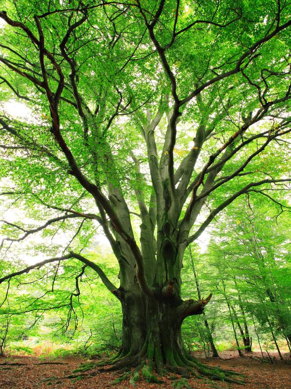 Beech Tree