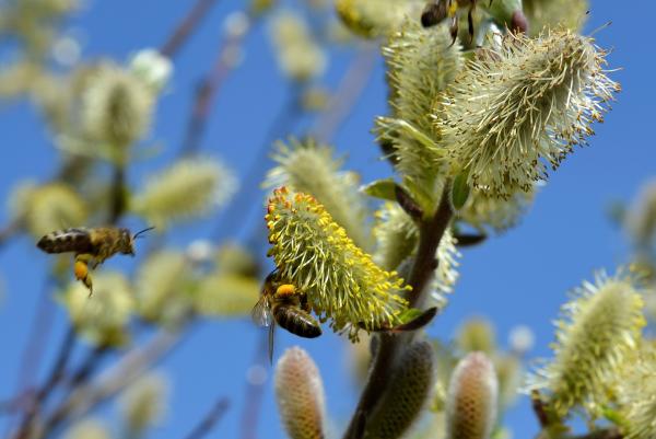Bees in the Garden