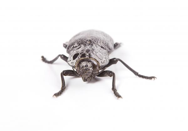 beetle