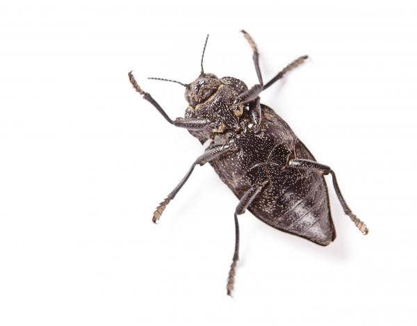 beetle