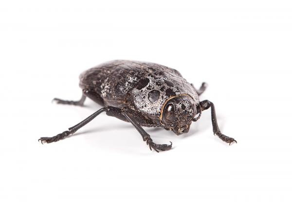 beetle