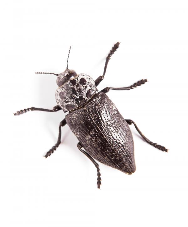 beetle