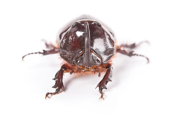 beetle