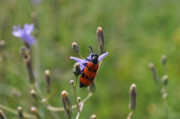 Beetle