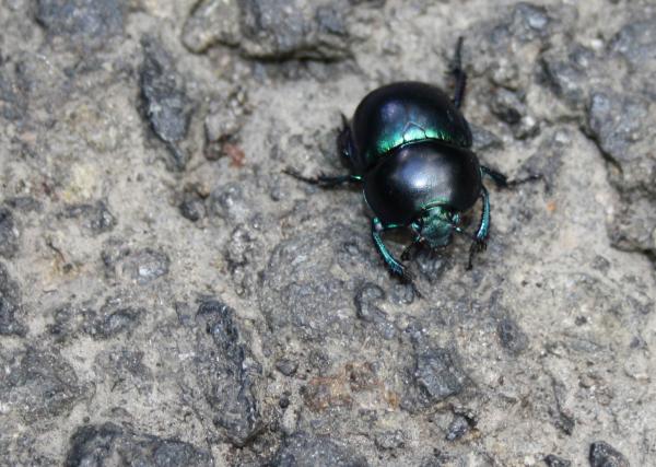 Beetle