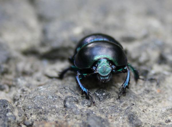 Beetle
