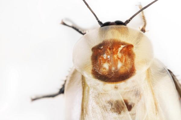 beetle