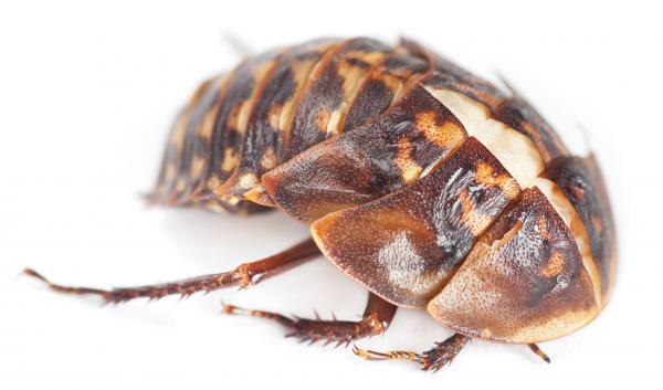 beetle