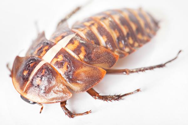 beetle