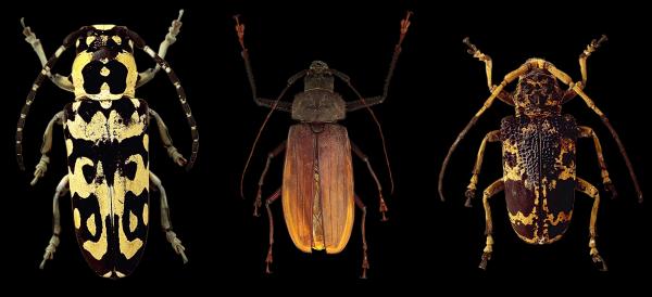 Beetle Closeup