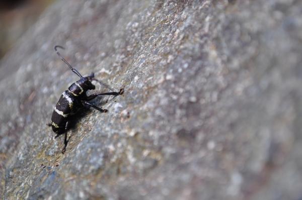 Beetle on a rock