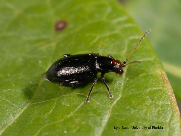Beetle on leaf