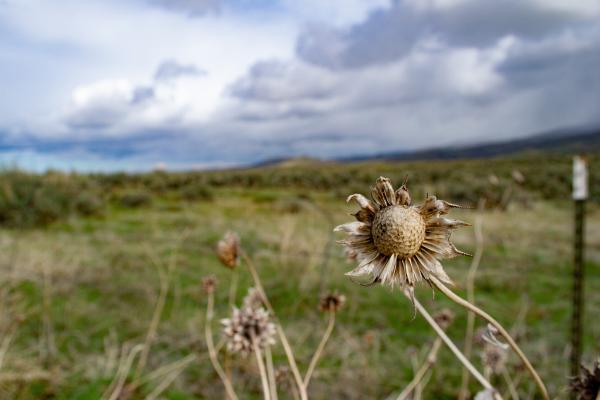 Beige field plants with a landscape backgrounf