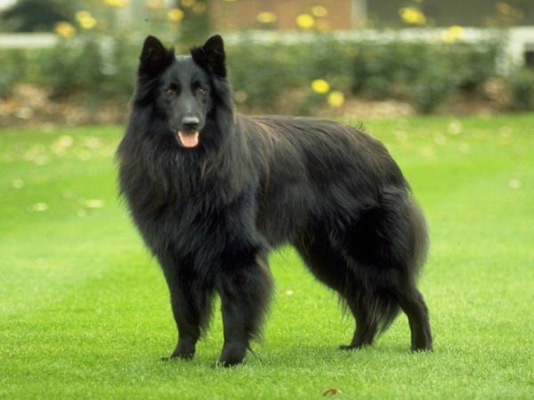 Sherpherd dog