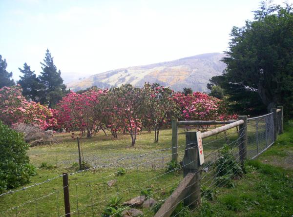 Bennets