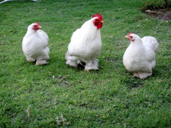 Bentum Hen