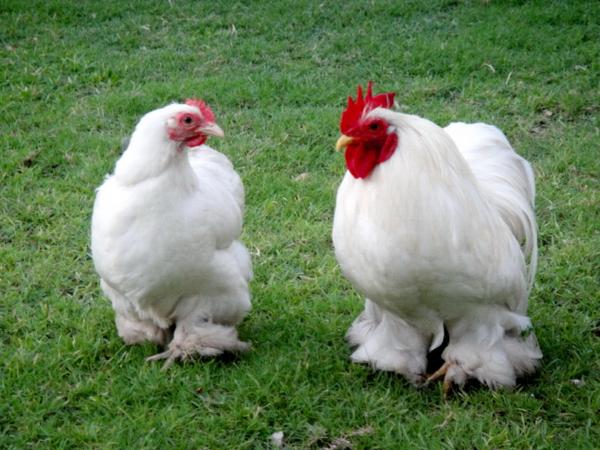 Bentum Hen