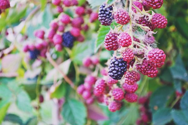 Berries