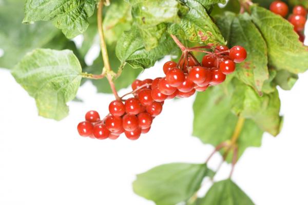 berries