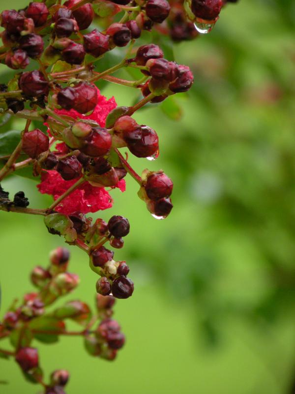 Berries & Flowers