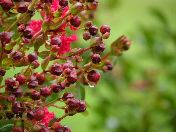 Berries & Flowers