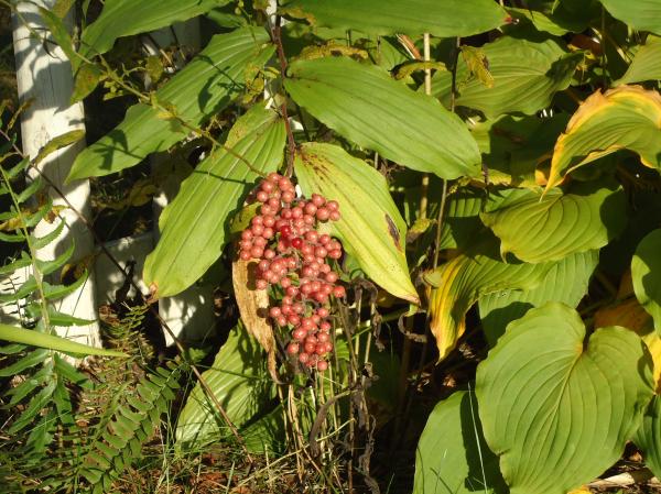 Berries on a plant