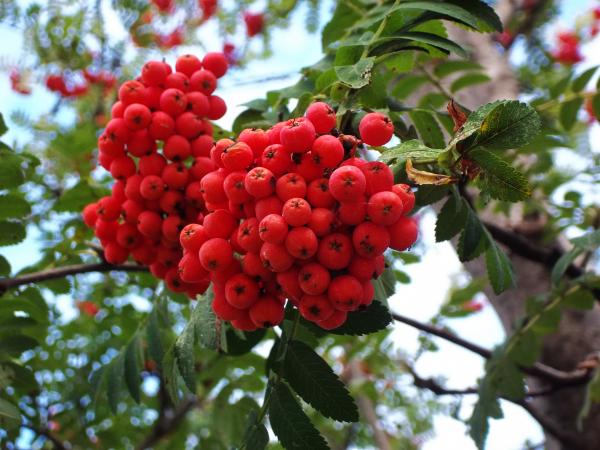 Red berries