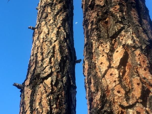 Between the Pines