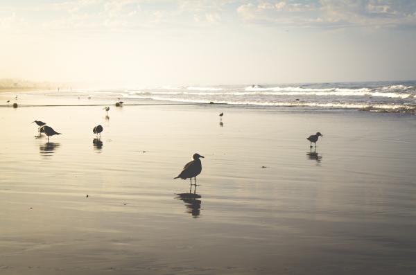 Bids at the Beach