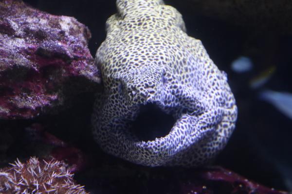 Big exotic fish in the sea