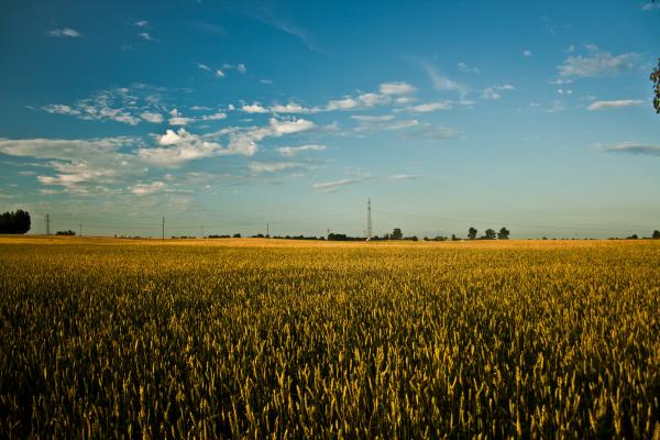 Big field of grain