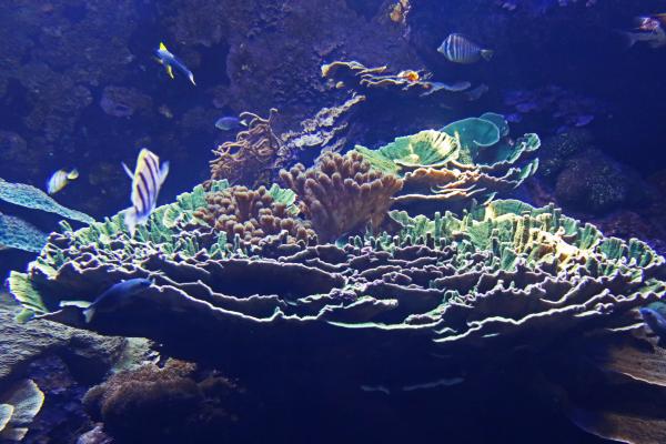 Big green coral in the sea