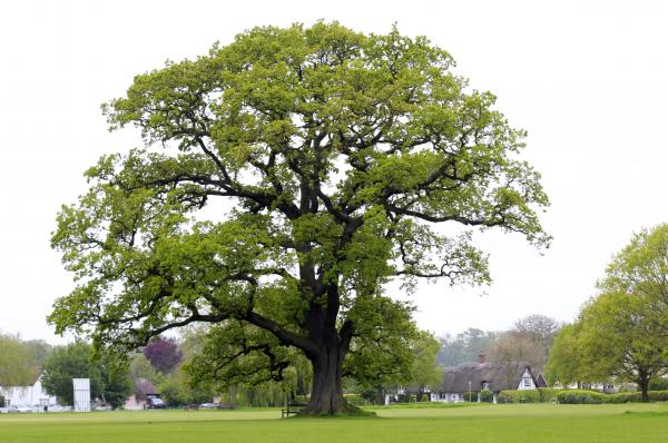 Big tree
