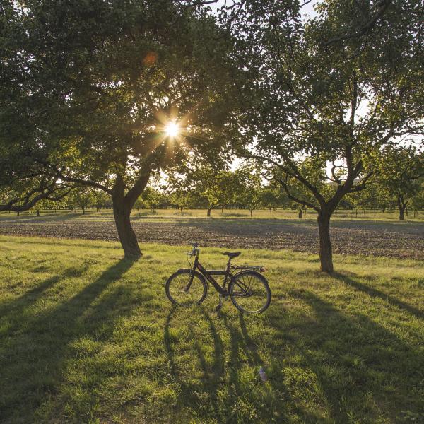 Bike in the Field