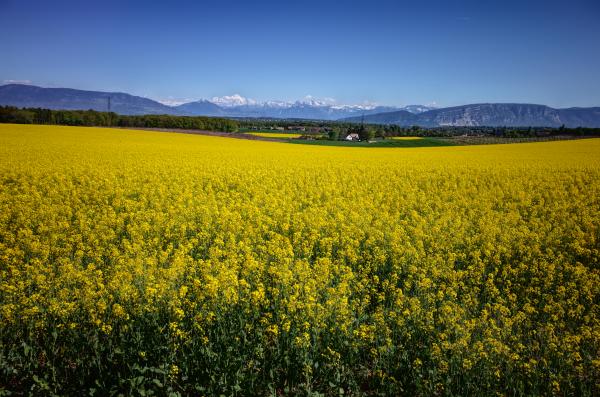 Biking along the Swiss French border