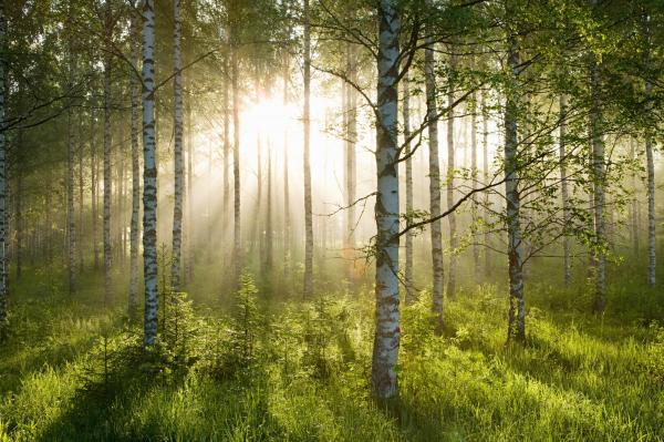 Birch forest