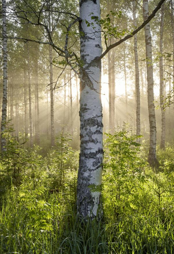 Birch forest