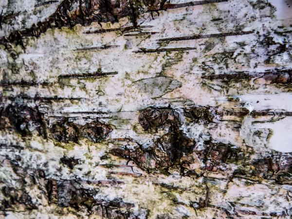 Birch texture