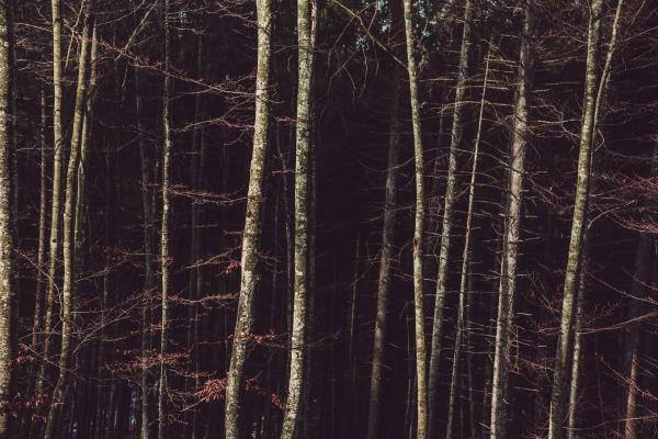 Birch Trees on the Forest