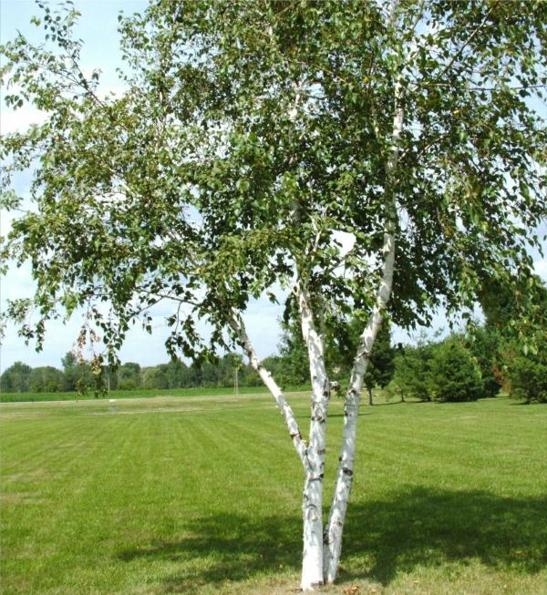 Birch-tree