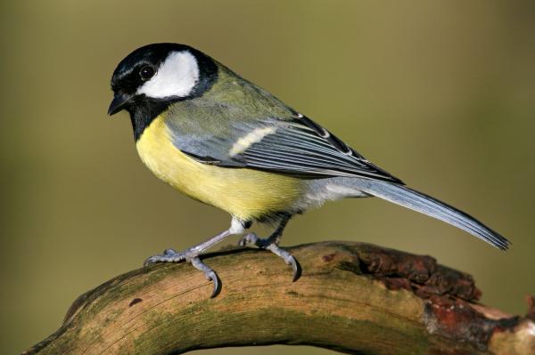 Bird