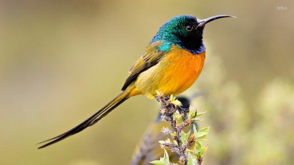 Birds